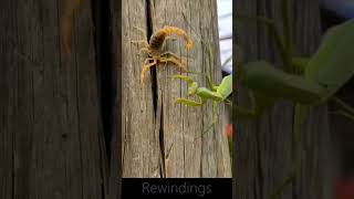 Praying Mantis Vs Scorpion Which One is Powerful  Rewinding [upl. by Cohleen232]