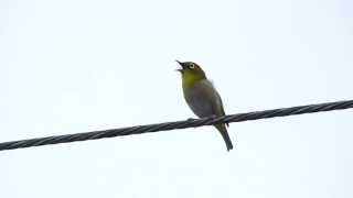 メジロのさえずり・声 HD Japanese Whiteeye・Zosterops japonicus  song [upl. by Knapp]