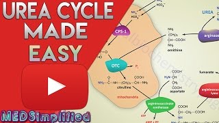 Urea Cycle Made Simple  Biochemistry Video [upl. by Allicerp]