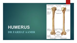 Humerus [upl. by Ailahs763]