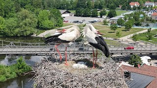 White stork sound  stork sounds  sounds of storks [upl. by Izabel]