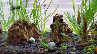 Community Tank with Blue Gularis Killifish Fundulopanchax sjoestedi [upl. by Lasala293]