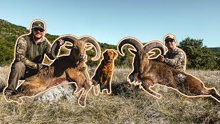 HUNTING free range AOUDAD RAMS in the Texas Hill Country PART 2 [upl. by Ohnuj951]