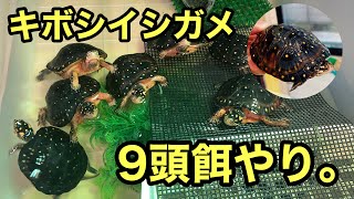 一日絶食した後のキボシ達の食欲が凄すぎた。 [upl. by Eisoj]