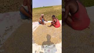 Viral 😱 video of farming 2024shorts farming farmer shorts [upl. by Gusti]