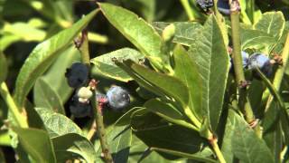 Top Hat Blueberries [upl. by Karas]