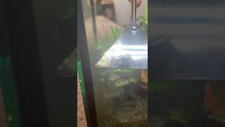 Satisfying algae scraping chill aquarium pets fyp [upl. by Aseretairam]