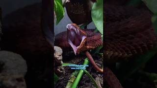 Ralph’s RED Bush Viper Kira Fangs out Friday [upl. by Initsed170]