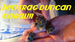 How To Easily Frag Duncan Coral [upl. by Trish]