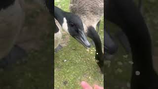 Being Mugged And Pecked By Canada Geese  Thornes Park birds avian nature [upl. by Ydisahc827]