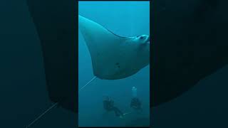 Diving Manta Point Nusa Penida [upl. by Ecenahs765]