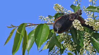 Icterus spurius ORCHARD ORIOLE male foraging gets caterpillar 9087359 [upl. by Bainbrudge953]