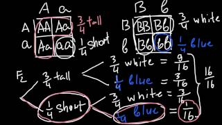 How to Solve Genetics Problems using Fork line method [upl. by Aitercal27]