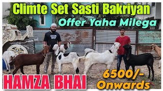 6500 Onwards Climte Set Sasti Bakriyan At HAMZA BHAI  Breeding Setup Female Goat In Nasik [upl. by Reprah]