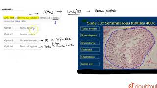 Outer coat of seminiferous tubules is composed of fibrous connective tissue called [upl. by Lat]