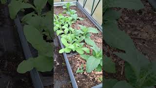 Tobacco Work In Progress tobacco tobaccotalk tobaccoproducts gardening growyourownfood [upl. by Adnovay353]