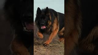 Top 10 Bravest dogs that will face even Wild Beast 😱🔥 shorts [upl. by Buell]