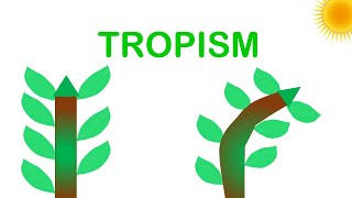 Tropism animated demonstrations explanations and important experimental results [upl. by Nwahsiek443]