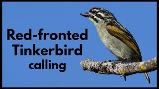 REDFRONTED TINKERBIRD singing with closed beak [upl. by Bertelli]