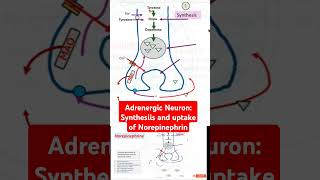 Adrenergic Neuron Synthesiis and uptake of Norepinephrin [upl. by Glarum631]