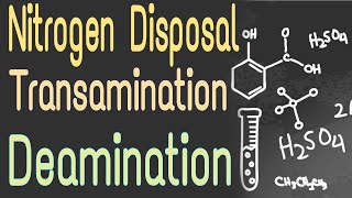 Nitrogen Removal From Amino Acids  Tansamination and Deamination  Lecture 1 [upl. by Anerual251]