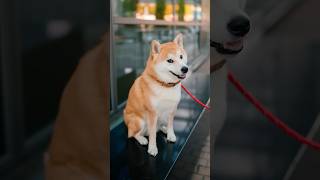 Funny Shiba Inu Portraits  Sony A7Cii  45mm 18 dogphotography streetportraits cutedog [upl. by Chassin]