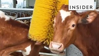 How Brushes Help Dairy Cows [upl. by Notxed]