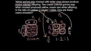 Сenetics of color inheritance in guinea pigs [upl. by Hillel674]