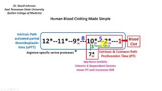 Blood Clotting Made Simple [upl. by Taub374]