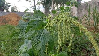 AMARANTHUS Surprising Health Benefits You Should Know  Medicinal Plants  The Rural Life [upl. by Landau]