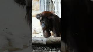 Surya the orangutan is thrilled by Saris presenceshortsfunnyvideosorangutansfunnyanimalszoo [upl. by Kiehl288]