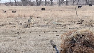 Hunter smokes huge calf killing Coyote [upl. by Nikki925]