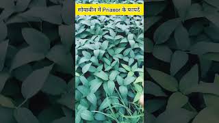 सोयाबीन में Priaxor fungicide के फायदें  Priaxorfungicide shorts [upl. by Ahsinned959]