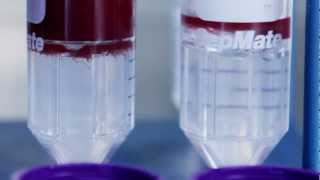 How to Use SepMate™ to Isolate PBMCs from Whole Blood in Just 15 Minutes old [upl. by Leacock]