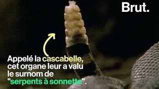 Comment le serpent à sonnette fait du bruit [upl. by Ahcim]