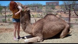 How to Cuddle With a Camel [upl. by Adliw]