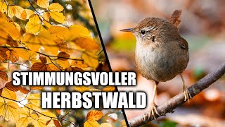 Vogelbeobachtung im Herbstwald [upl. by Denton]