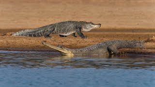 Gharial Revealing the Gharial Bites Power  Wild Animalogy [upl. by Croner826]