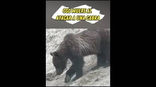 Oso muere al atacar a una cabra shorts [upl. by Horvitz]