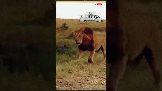 Lion attack lion  no end lion fight lionking lionvslion wildanimals shorts [upl. by Nanam]