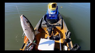 Miami Kayak fishing at Biscayne Bay  Bone Fish Snook Shark Red Fish and Mangrove Snappers [upl. by Pascasia]