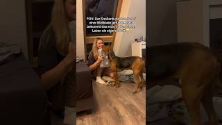 Straßenhund bekommt ein eigenes Bett 🥹 hund hunderettung tierschutz [upl. by Nayek]