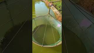 Freshwater ornamental fish breeding process [upl. by Center437]