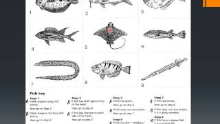 Dichotomous Keys USE [upl. by Madlen]