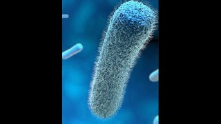 Listeria monocytogenes introduction and properties Part 1 [upl. by Ycart]