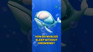 How do whales sleep without drowning knowledgeshorts interesting whales whalessleep [upl. by Hnaht]