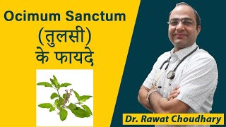 तुलसी Ocimum Sanctum as a Immunity Booster [upl. by Eeloj923]