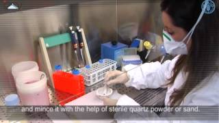 Preparation of the samples for RNA extraction [upl. by Talie]