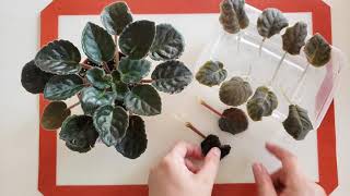 African violet Saintpaulia easy amp simple propagation from leaf to plantlet [upl. by Anertak]