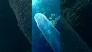 Pyrosome amazing colony of microorganisms Пиросома удивительная колония микроорганизмов shorts [upl. by Griffy284]